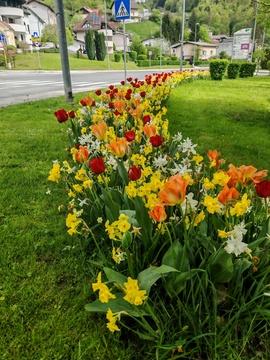 Cvetoči tulipani in narcise