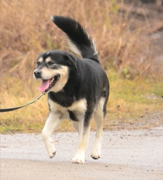 Nežni Medo išče ljubeč dom