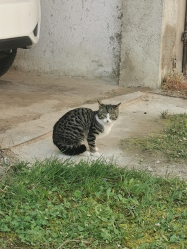 Mucek išče topel dom