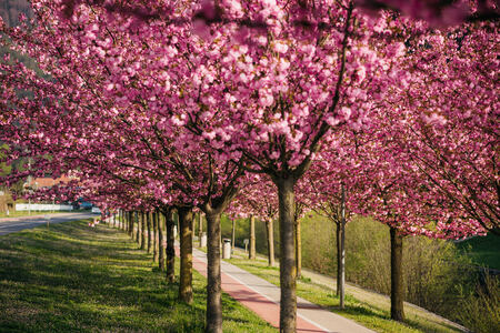 Japonske češnje nas spet razveseljujejo
