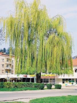Salix-sp.-vrba-01-411x550