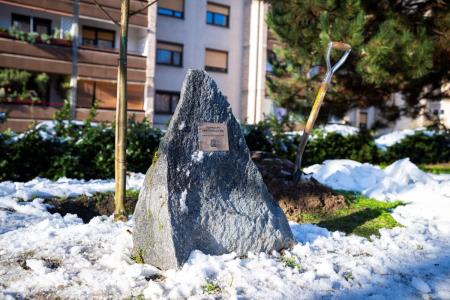 V parku dr. Janeza Drnovška Maistrova lipa