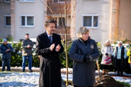 V parku dr. Janeza Drnovška Maistrova lipa