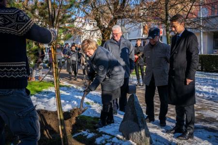 V parku dr. Janeza Drnovška Maistrova lipa