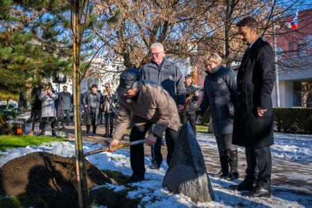 V parku dr. Janeza Drnovška Maistrova lipa