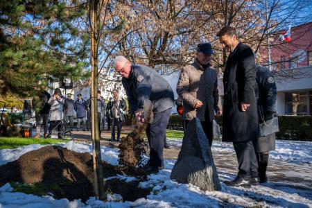 V parku dr. Janeza Drnovška Maistrova lipa