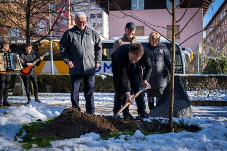 V parku dr. Janeza Drnovška Maistrova lipa