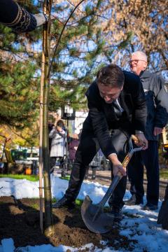 V parku dr. Janeza Drnovška Maistrova lipa