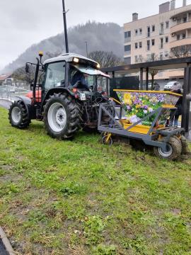 Zasaditev čebulic v Kisovcu