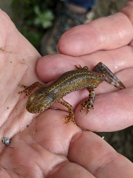 Planinski pupek; foto: Katja Poboljšaj