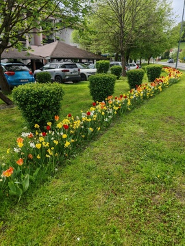 Cvetoči tulipani in narcise