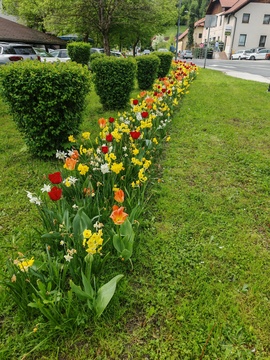 Cvetoči tulipani in narcise