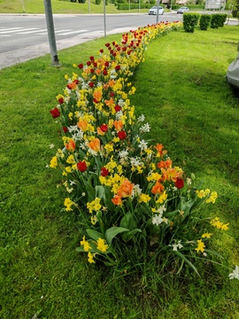 Cvetoči tulipani in narcise