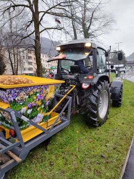 Cvetoči tulipani in narcise