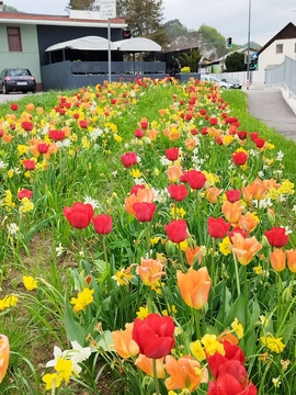 Cvetoči tulipani in narcise