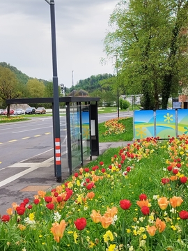 Cvetoči tulipani in narcise