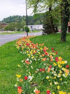 Cvetoči tulipani in narcise